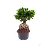 serada decor & plant Bonsai Bitkisi, Kuşkonmaz, Sevgililer Gününe Özel Tül Ambalajlı