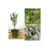 Serada Decor & Plant Bonsai Zeytin Fidanı, 20-30 cm, Tüplü, Olive Sapling