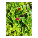 serada decor & plant Buz Çiçeği, 2 Adet, 5-15 cm, Saksılı, Çiçekli Bodur Bitki