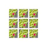 Serada Decor & Plant Buz Çiçeği, 25'li Set, 5-15 cm Tüplü, Mezar Yer Örtücü, Mesembryanthemum, Pembe