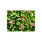 serada decor & plant Buz Çiçeği 45 Adet, Kırmızı Pembe, Mezarlık Kabir Çiçeği