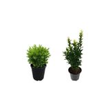 Serada Decor Plant Çalı Şimşiri Fidanı+Yeşil Taflan Çit Bitki Seti 2'li Bahçe Peyzaj Bitki Seti
