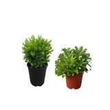 Serada Decor Plant Çalı ŞIMŞIRI(30-40CM)+PITOS Yıldız ÇALISI(15-30CM) 2'li Set Saksılı Bahçe Bitkisi