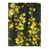 Serada Decor & Plant Çalı Yasemin Sarı Yasemin Fidanı, 80-120 cm, 1 Adet Tüplü, Jasminum Nudiflorum