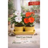 serada decor & plant Cam Güzeli Çiçeği, 2'li Fide Set, 10-15 cm, Çiçekli Bodur Bitkiler