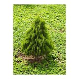 Serada Decor & Plant Çam Kokulu Leylandi, 30-50 cm, Saksılı Çit Bitkisi, Cupressocyparis Leylandii