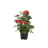 serada decor & plant Canlı Bodur Gül Fidanı Saksıda, Kırmızı ve Pembe