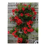 serada decor & plant Canlı Kırmızı Çiçekli Mandevilla-Sandavilla Sarmaşık 30–60 cm Saksılı Dış Mekan Bitkisi