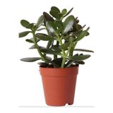 serada decor & plant Canlı Mini Para Çiçeği (Crassula Ovata) Saksılı Yeşim Sukulent