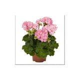 serada decor & plant Canlı Saksılı Sardunya Çiçeği Fidanı, Pudra Pembe, 10-20 cm