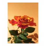 serada decor & plant Canlı Turuncu Bodur Gül Fidanı, 20-40 cm, Tüplü
