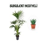 Serada Decor Plant Canlı Yapraklı Areka-Areca Salon Palmiyesi Sevgililer Gününe Özel Sukulent Hediyeli