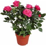 Serada Decor Plant Canlı Yediveren Pembe Bodur Gül Fidanı (Salon Gülü)