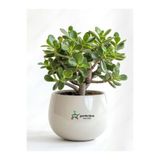 serada decor & plant Canlı Yeşim Bitkisi, Crassula Ovata, 15-25 cm, Yeşil
