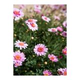 Serada Decor & Plant Çeşme Papatyası Pembe Renkli, 25-40 cm, 1 Adet Saksılı Canlı Bitki