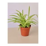 Serada Decor & Plant Chlorophytum Comosum Kurdele Çiçeği, 20-40cm, Saksılı