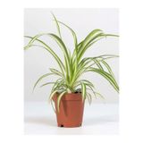 serada decor & plant Chlorophytum Comosum Kurdele Çiçeği, 30-40cm, Dekoratif Salon Bitkisi