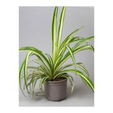 serada decor & plant Chlorophytum Comosum Sarı Alacalı Kurdele Çiçeği, 30-40cm