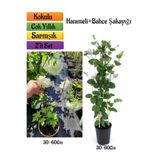 serada decor & plant Çiçekli Kartopu Bahçe Şakayığı + Kokulu Hanımeli Çiçeği Fidanı 2'li Bahçe Peyzaj Seti, 30-60cm, Çok Renkli
