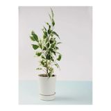 Serada Decor Plant Çift Dal Alacalı Beyaz Benjamin (40-70 cm) 1 Adet Tüplü İç / Dış Mekan Bitkisi