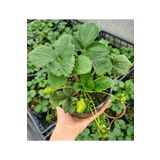 Serada Decor Plant Çilek Fidesi Kokulu Yediveren Çilek 13 cm Saksıda