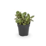 serada decor & plant Crassula Ovata Mini Boy, Saksılı Canlı Para Yeşim Çiçeği