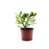 serada decor & plant Crassula Ovata Para Çiçeği, 15-25 cm Saksılı, Yeşil