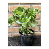 serada decor & plant Crassula Ovata Para-Yeşim Sukulent, Bonsai Yapımına Uygun, Ofis Salon Çiçeği, 15-25 cm, Yeşil