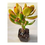 serada decor & plant Crassula Ovata Sunset, 15-25 cm, Saksılı Canlı Sukulent