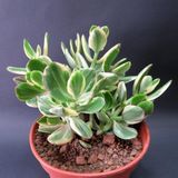 Serada Decor Plant Crassula Ovata Variegata(Para Ağacı) Jade Plant