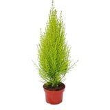 Serada Decor Plant Cupressus Çamı Gold Creast Limoni Servi 30 40 cm