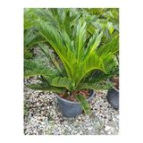 serada decor plant Cycas Revoluta - Sikas Japon Sago Palmiyesi 55-80cm Canlı İç Dış Mekan Bitkisi