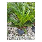 serada decor plant Cycas Revoluta - Sikas Japon Sago Palmiyesi 55-80cm Canlı İç Dış Mekan Bitkisi