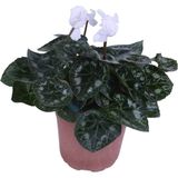 Serada Decor Plant Cyclamen Persicum Saksı'da Beyaz Renk ( Iran Siklameni) Hediyelik Çiçek