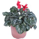 Serada Decor Plant Cyclamen Persicum Saksı'da Kırmızı Renk ( Iran Siklameni) Hediyelik Çiçek