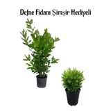 Serada Decor & Plant Defne Çalısı Fidanı (40-60 cm) + Çalı Şimşiri (30-40 cm) Hediyeli Saksılı Bahçe Bitkisi, 2'li Set