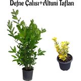 Serada Decor Plant Defne Çalısı FIDANI(40-60CM)+ALTUNI TAFLAN(30-40CM) 2'li Set Saksılı Bahçe Bitkisi
