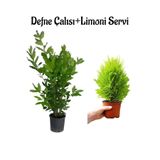Serada Decor Plant Defne Fidanı KOKULU(40-60CM)+ Limon Servi FIDANI(20-40CM) 2'li Set Bahçe Bitkisi
