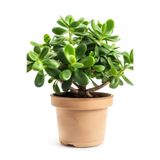 serada decor & plant Dekoratif Crassula Ovata Yeşim Bitkisi, 15-25 cm, Saksılı, Ofis Çiçeği