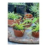 Serada Decor & Plant Dekoratif Kurdela Çiçeği, 5-10 cm, 20 Adet Saksılı, Euphorbia Leucocephala, Ofis Salon Bitkisi