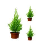 Serada Decor & Plant Dekoratif Limoni Servi Çam, 50-55 cm, 3 Adet Tüplü Dış Mekan Bitkisi, Cupressus Macrocarpa