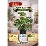 serada decor & plant Deve Tabanı Bitkisi Monstera Deliciosa, İthal, 40-50 cm, Siyah Saksı