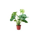 serada decor & plant Deve Tabanı Monstera, Kırmızı Saksı, Canlı İç Mekan Bitkisi
