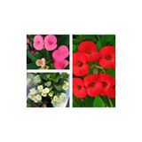 Serada Decor & Plant Dikenler Tacı Çiçeği, 3 Adet, Sarı/Kırmızı/Pembe, 10-15 cm, Tüplü Euphorbia Milii