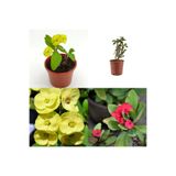Serada Decor & Plant Dikenler Tacı Çiçeği, Sarı/Kırmızı, 10-25 cm, 2 Adet, Tüplü Çiçekli Bodur Bitki, Euphorbia Milii