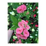 Serada Decor & Plant Dikenler Tacı Çiçekli İthal Tayland Milli, Pembe