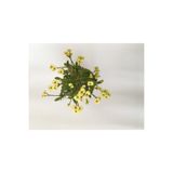 serada decor & plant Dikenler Tacı Küçük Çiçekli İthal Euphorbia Milli, Sarı