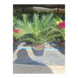 Serada Decor & Plant Dolgon Formlu Cycas Peyzaj Çiçeği, 55-80 cm, Saksılı