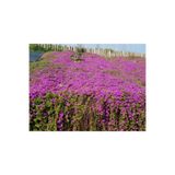 serada decor & plant Dolgun 10'lu Acem Halısı Çiçeği Fidesi 5-15 Cm Tüplü Çiçekli Bodur Bitkiler Mesembryanthemum