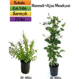 Serada Decor Plant Duranta/mor Ağaç Menekşesi+Kokulu Hanımeli Çiçeği Fidanı 2'li Bahçe Peyzaj Seti